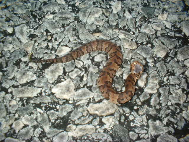 baby cottonmouth3.JPG [180 Kb]